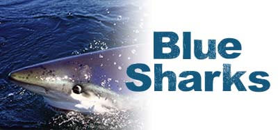 Dive in California with Blue Sharks!
