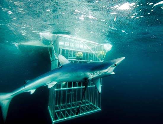 An image of a diver in a safe and secure Florida Shark Diving shark cage.