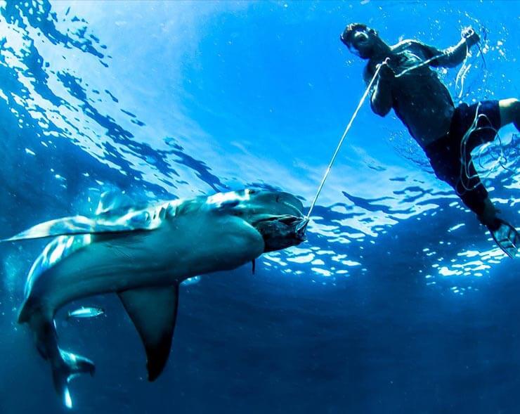 An image of our Shark Wranglers feeding one of Florida's sharks by hand!