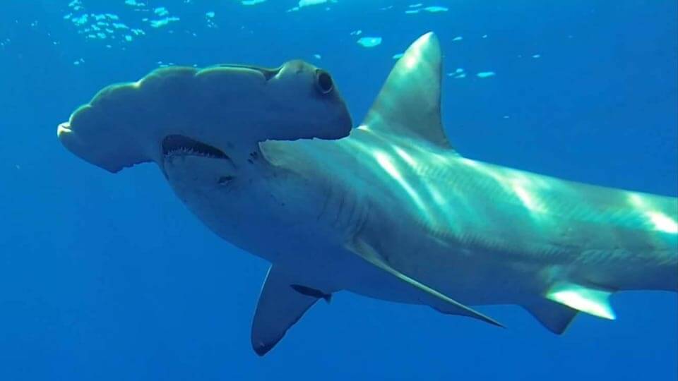 An image of a scalloped hammerhead shark taken on a Florida Shark Diving adventure!