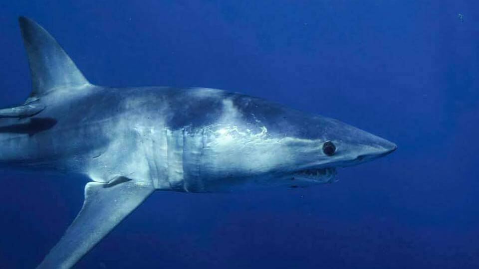 An image of a Mako shark in the water off of Florida during a Florida Shark Diving tour. 