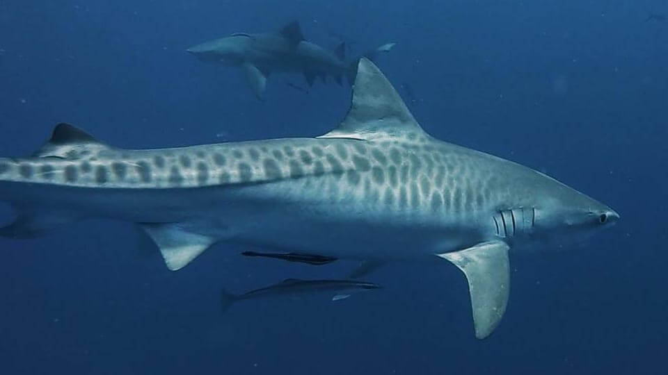 An Image of a Tiger Shark taken on a Florida Shark Diving tour!