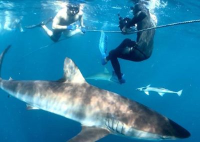 An image of divers with multiple sharks on a Florida Shark Diving shark trip.