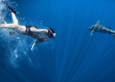 An image of a diver and shark swimming together in the open ocean.