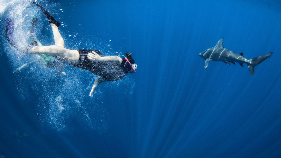 Shark Diving Photos & Video | Florida Shark Diving