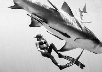 Image of a powerful tiger shark diving with a freediver off the coast of southern Florida.