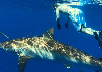 Florida Shark Diving photo of shark diving guest swimming alongside a shark of Florida.