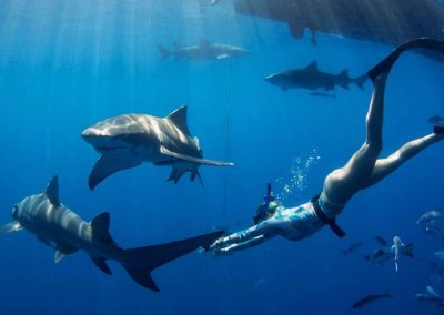 Image of diver swimming with sharks on Florida Shark Diving charter.