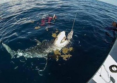 Shark wrangling aboard a Florida Shark Diving Shark Viewing Trip!