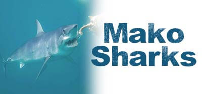 Swim with Mako Sharks off of the coast of California with California Shark Diving.
