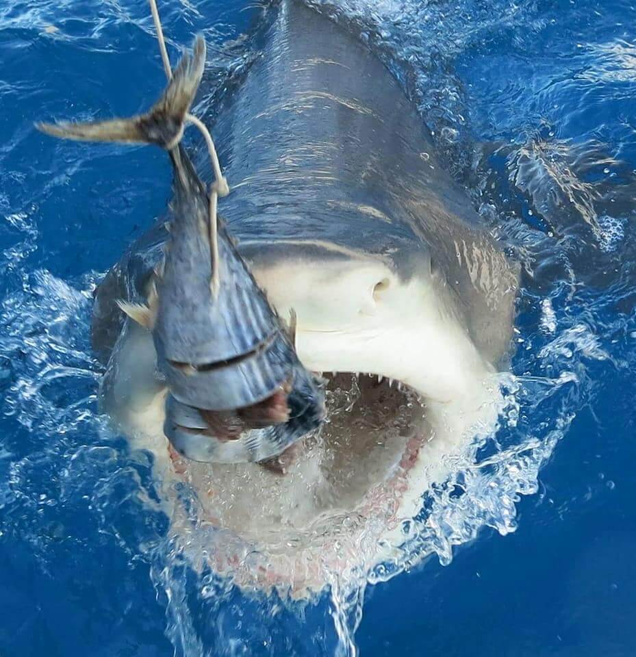 An image of a shark coming right to the boat on a Florida Shark Viewing charter with Florida Shark Diving