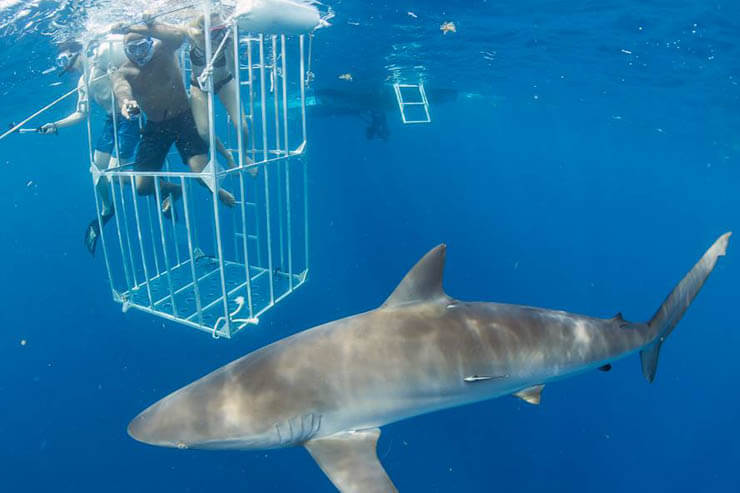 COme dive with sharks off the coast of Florida with Florida Shark Diving! Image of guests diving in a shark cage. 