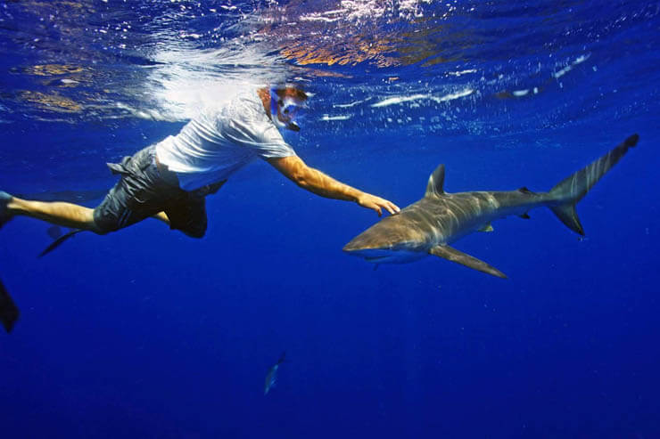 Image of a diver touching a shark during a Florida Shark Diving freedive charter.