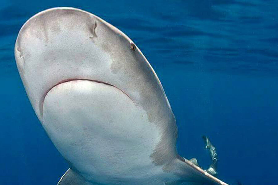 Image of a shark close up in the waters off of South Florida. Leads to more information about the Shark Species of Florida. 