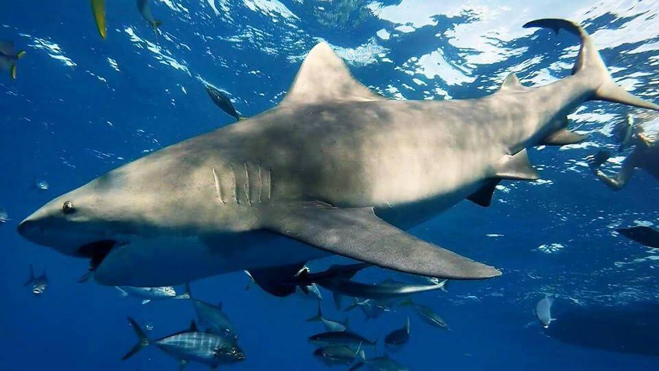 An image of a bull shark from a Florida Shark Diving excursion tour. 