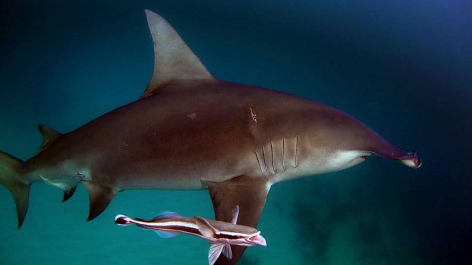 An Image of a Hammerhead Shark taken on a Florida Shark Diving adventure charter!