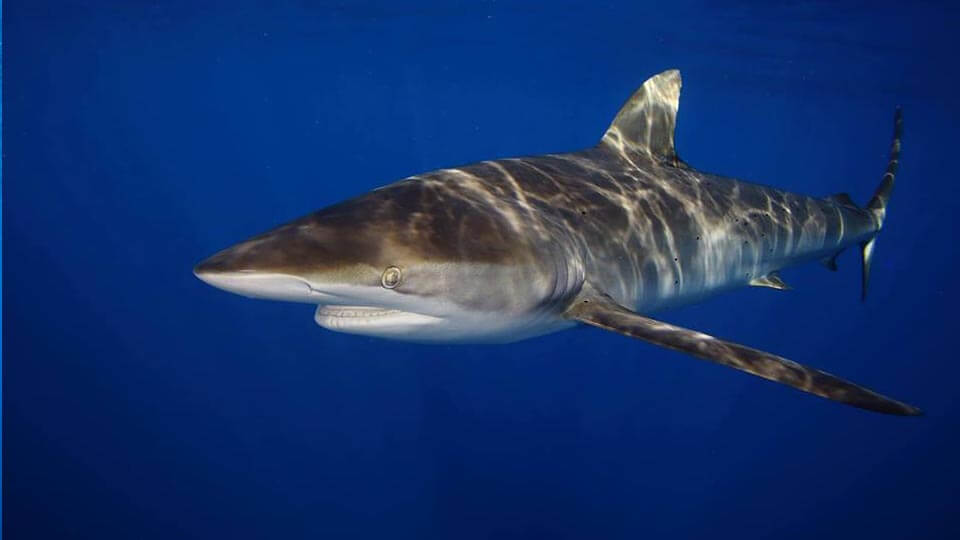 An image of a silky shark eating a piece of bait on the surface of the water during a Florida Shark Diving tour. 