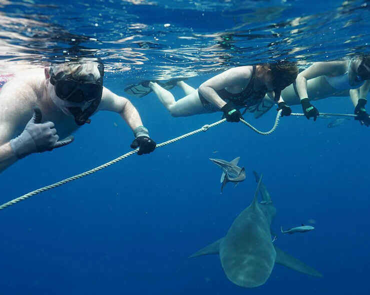 An image of our guests in the water with sharks aboard a Florida Shark Tour with Florida Shark Diving. 