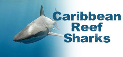 Dive in the USVI with Caribbean Reef Sharks!