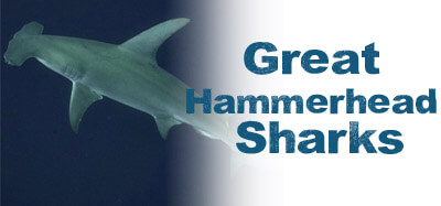 Image of a great hammerhead shark in the US Virgin Islands