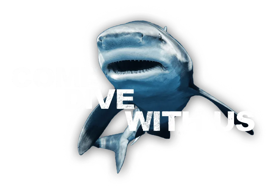 An image of a friendly shark inviting you to Come Dive with Us at Florida Shark Diving!