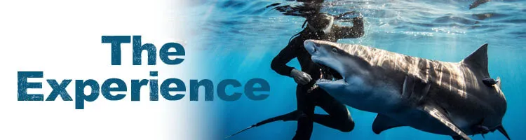 An image of our owner, Bryce Rohrer, hand-feeding a large shark, with an invitation to learn more about the Florida Shark Diving experience. 