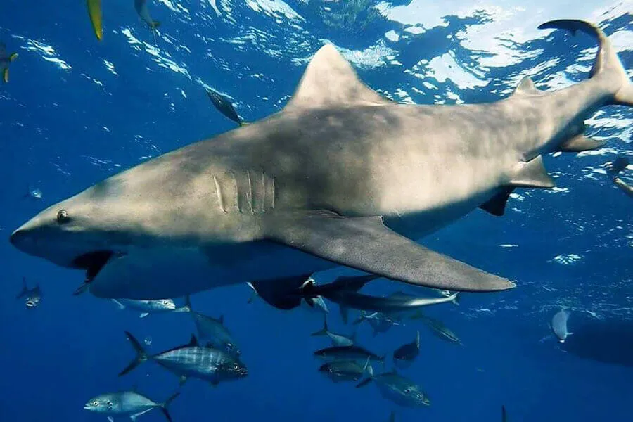 Come dive with Florida's leading shark diving resource. Image of shark in the water off of Jupiter, Florida leading to our Shark Diving Charter information. 