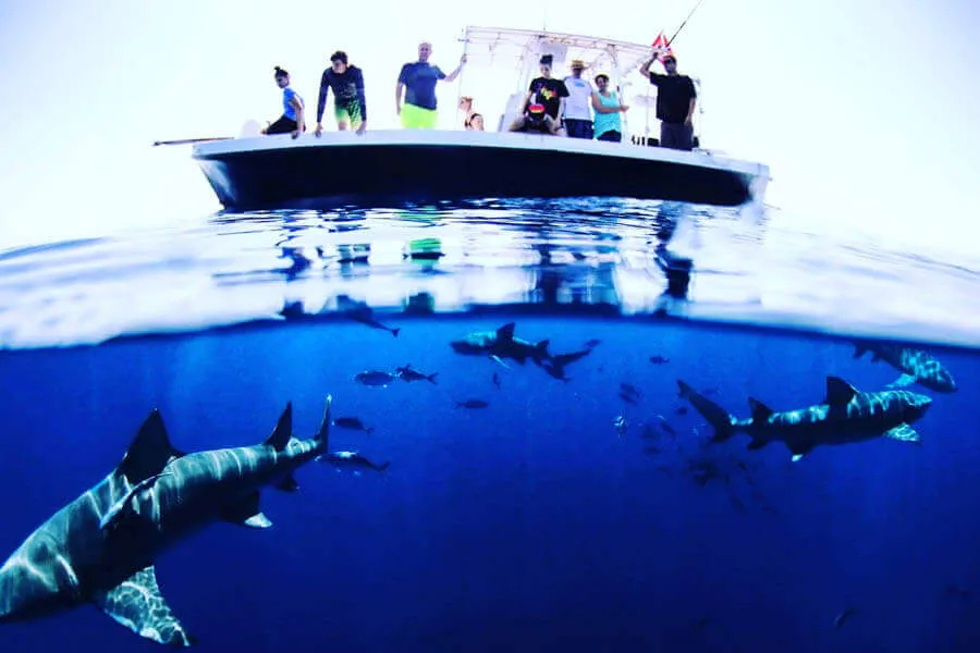 Join us for a Florida Shark Viewing Trip. An image of a shark viewing adventure with Florida Shark Diving off of Florida's East Coast.